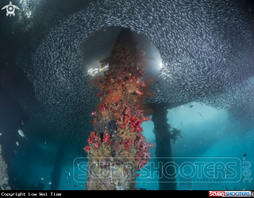 A Soft corals and fishes
