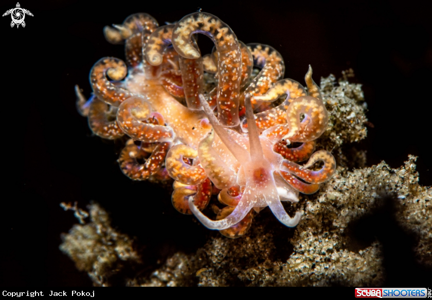 A Phyllodesmium poindimiei