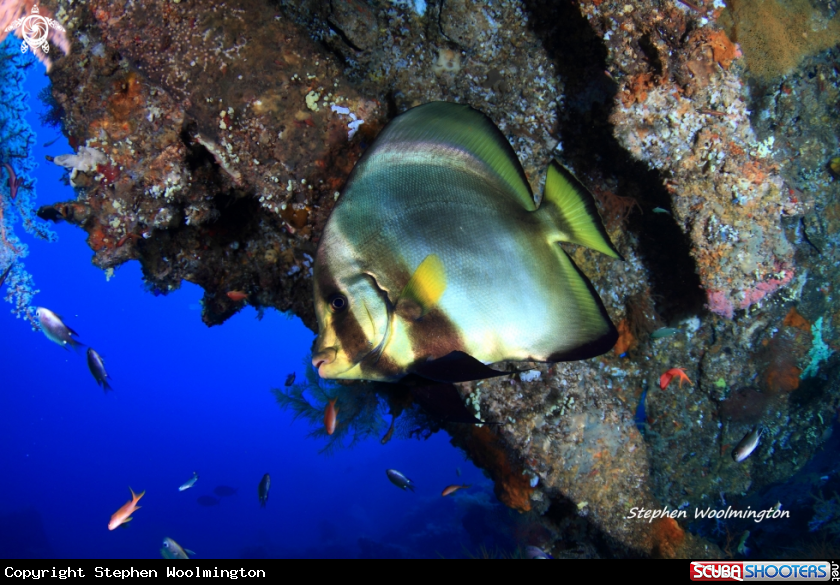 A Angel fish