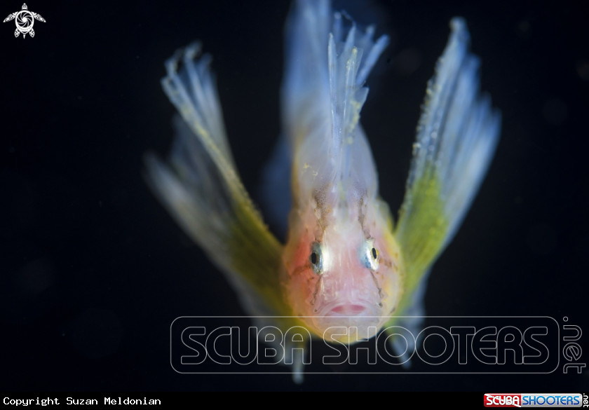 A Juvenile waspfish
