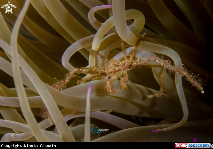 A Inachus Phalangium