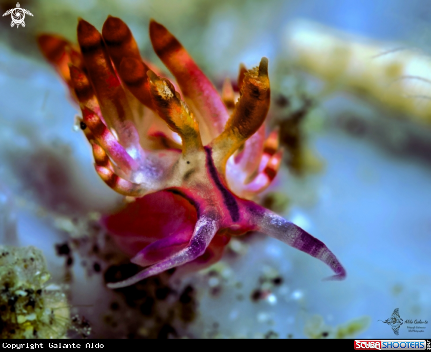 A Nudibranch - Sea Slug