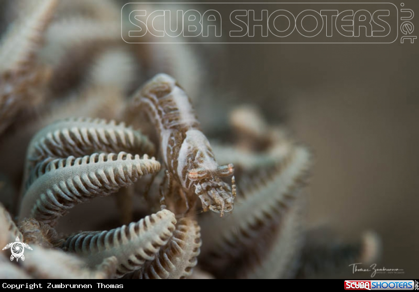 A Xenia Shrimp
