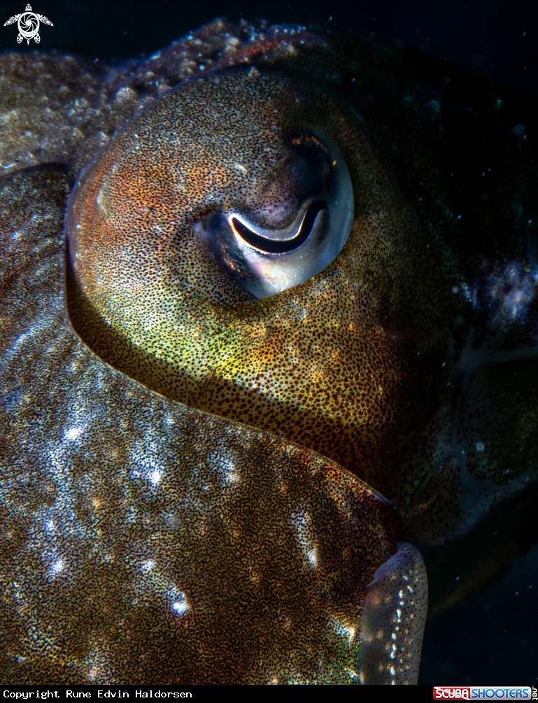 A Cuttlefish