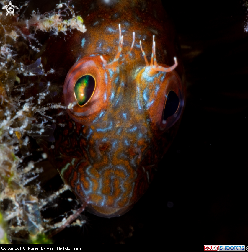 A Blenny