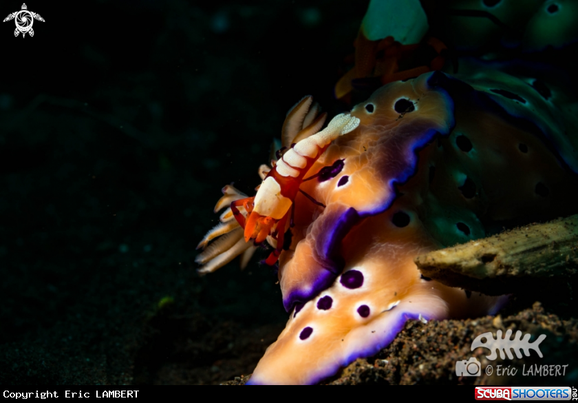 A Commensal Emperor shrimp