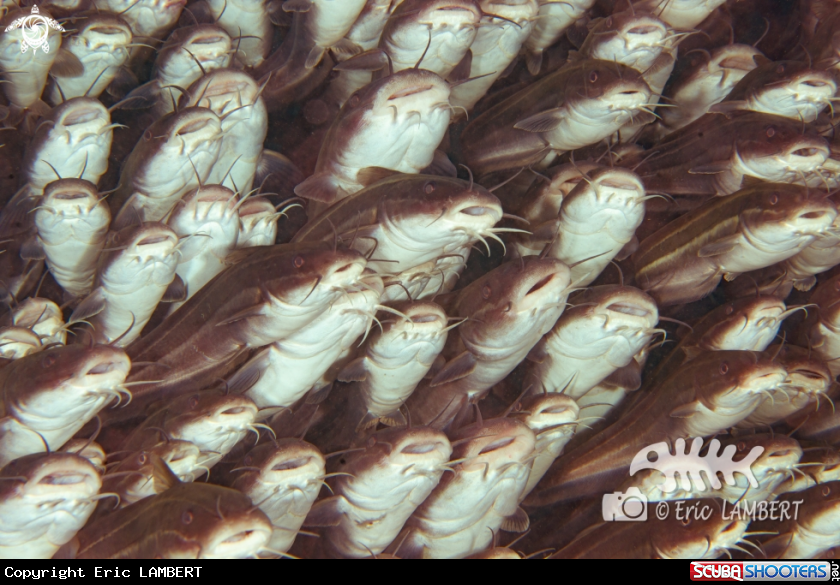 A Stripped Catfish
