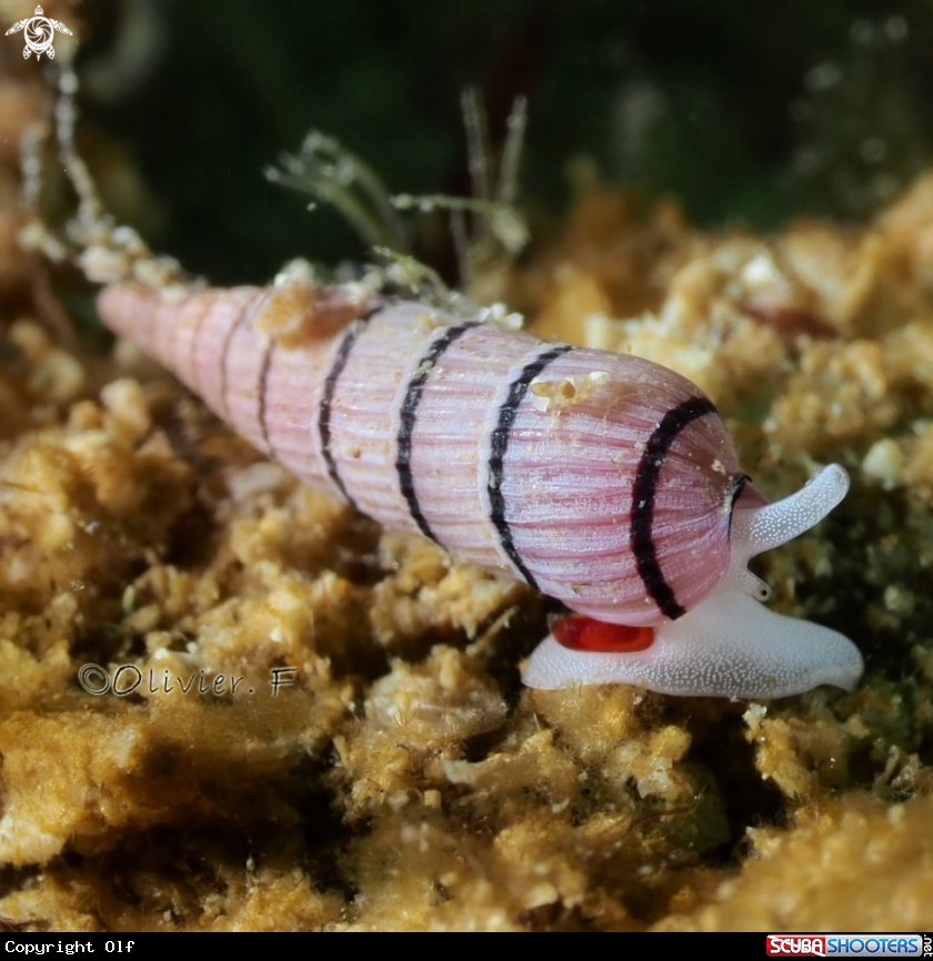 A Terenolla pygmaea 