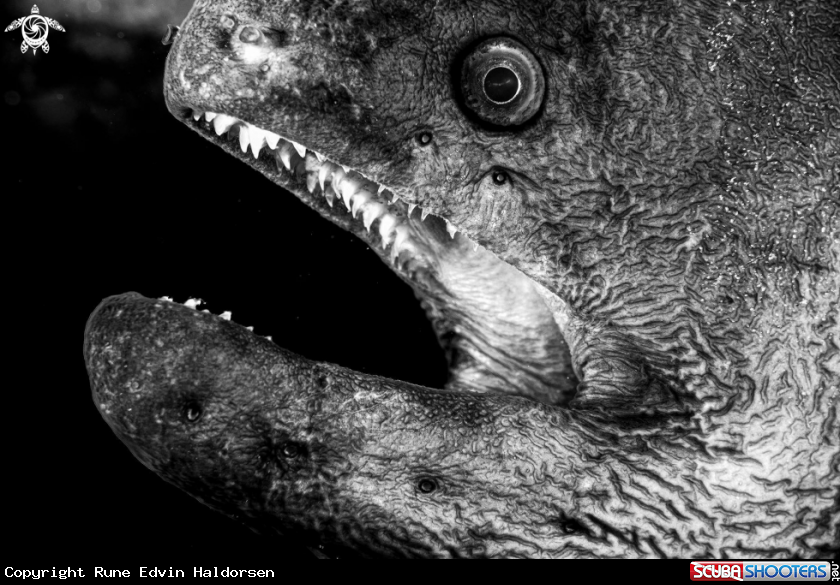 A Moray eel