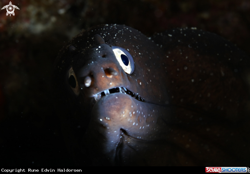 A Moray eel