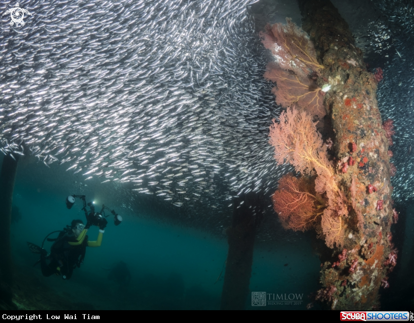 A Soft corals and Anchovies