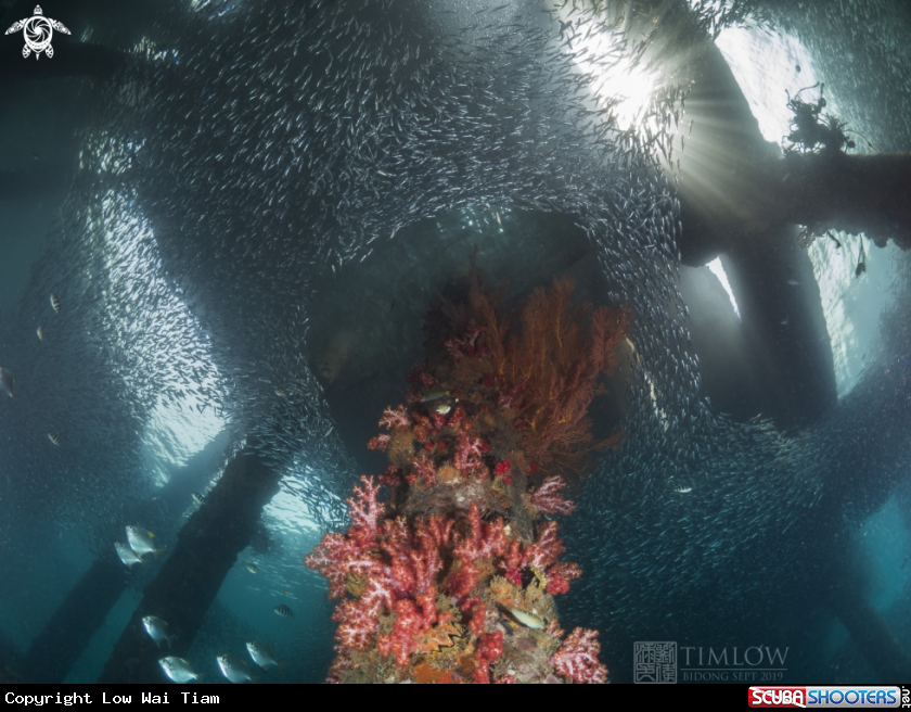 A Soft corals and Anchovies