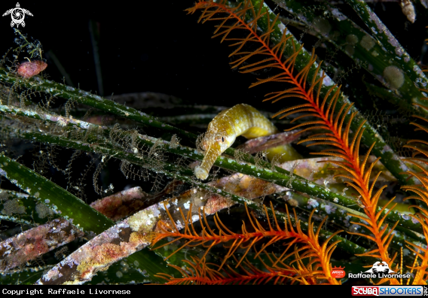 A Pipefish