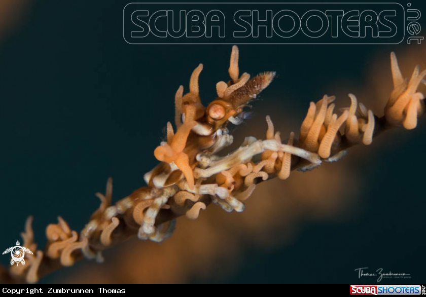 A Xenon Crab 