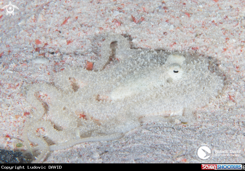 A Long Arm Octopus