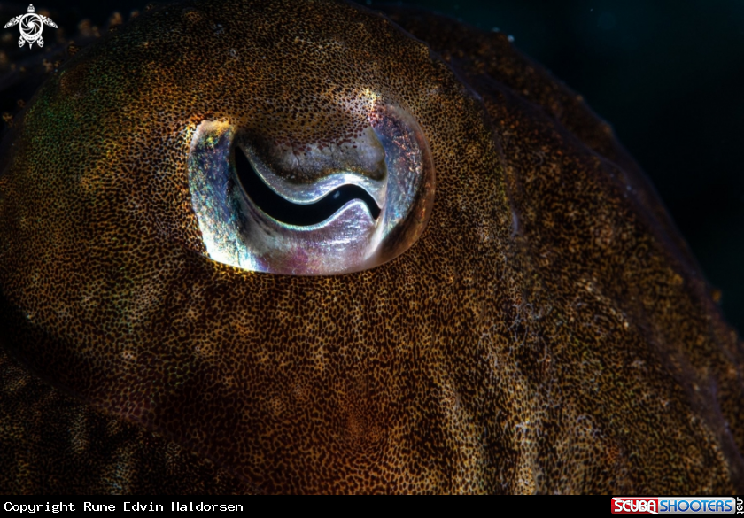 A Cuttlefish