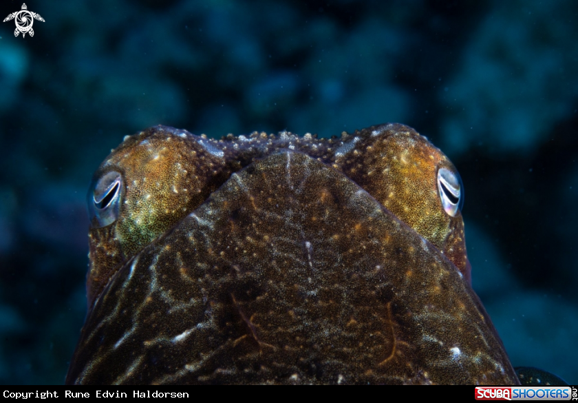 A Cuttlefish