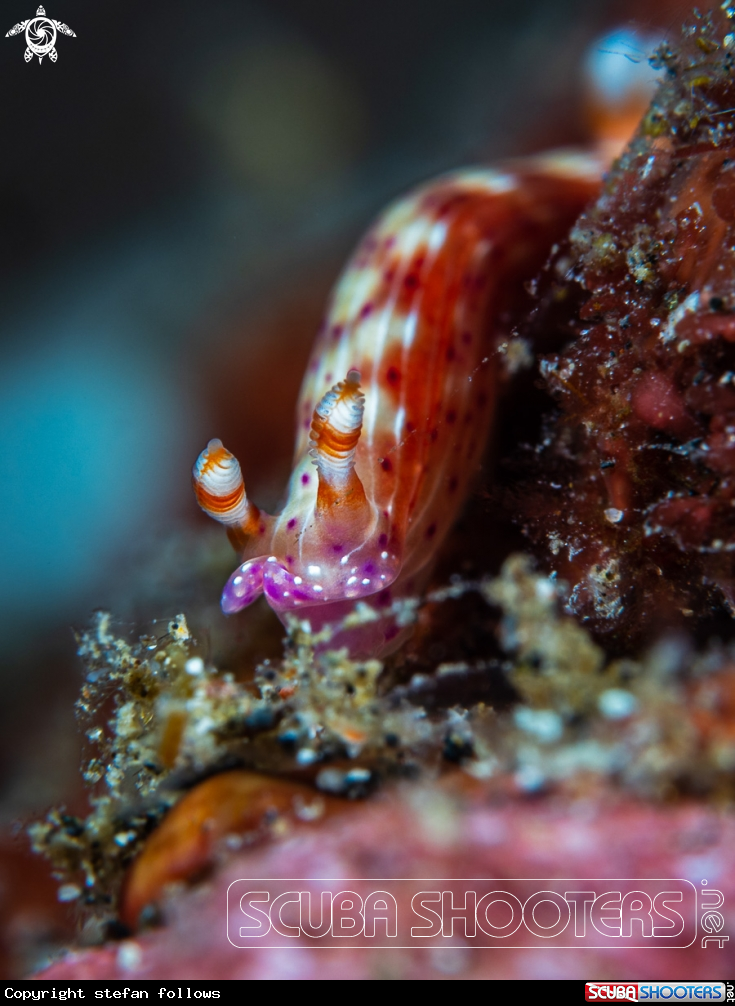A Nudibranch