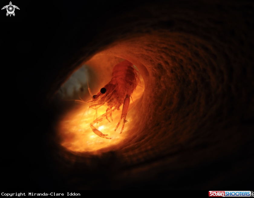 A Two claw shrimp