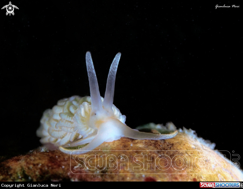 A Aeolidiella