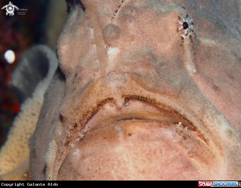 A Giant Frogfish