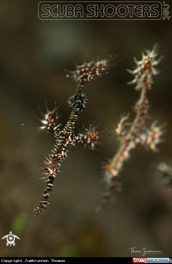 A Ghostpipefish 