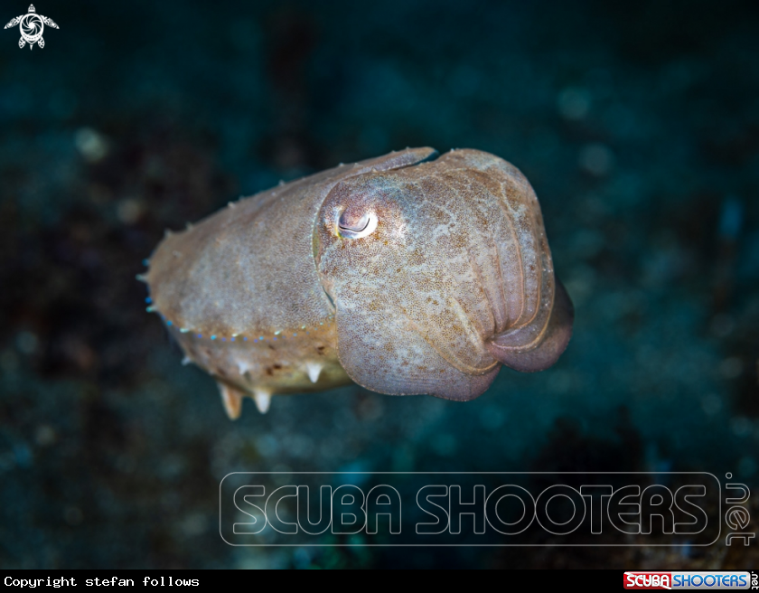 A Reef Cuttlefish