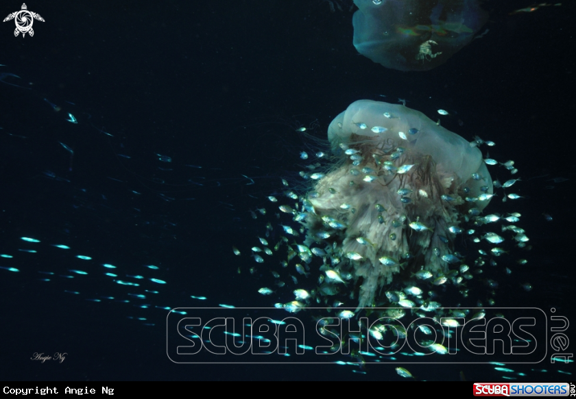 A jelly fish