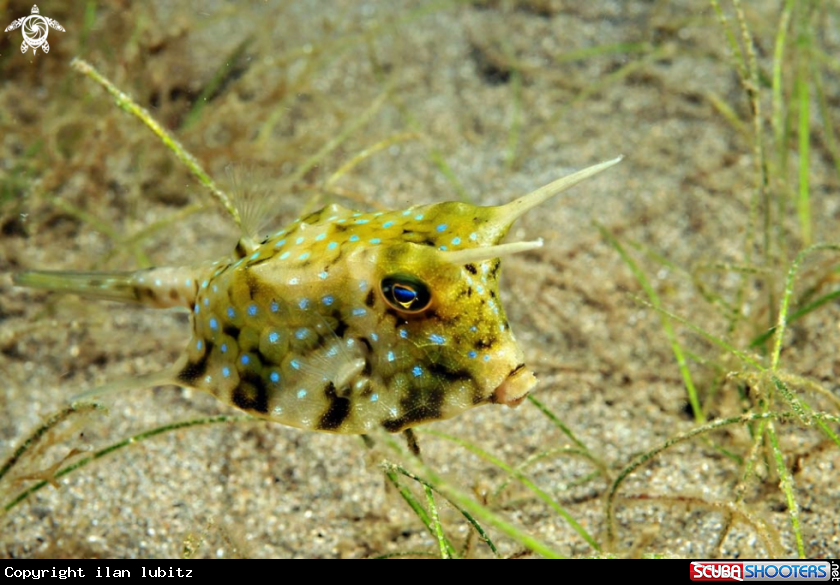 A Longhorn_cowfish
