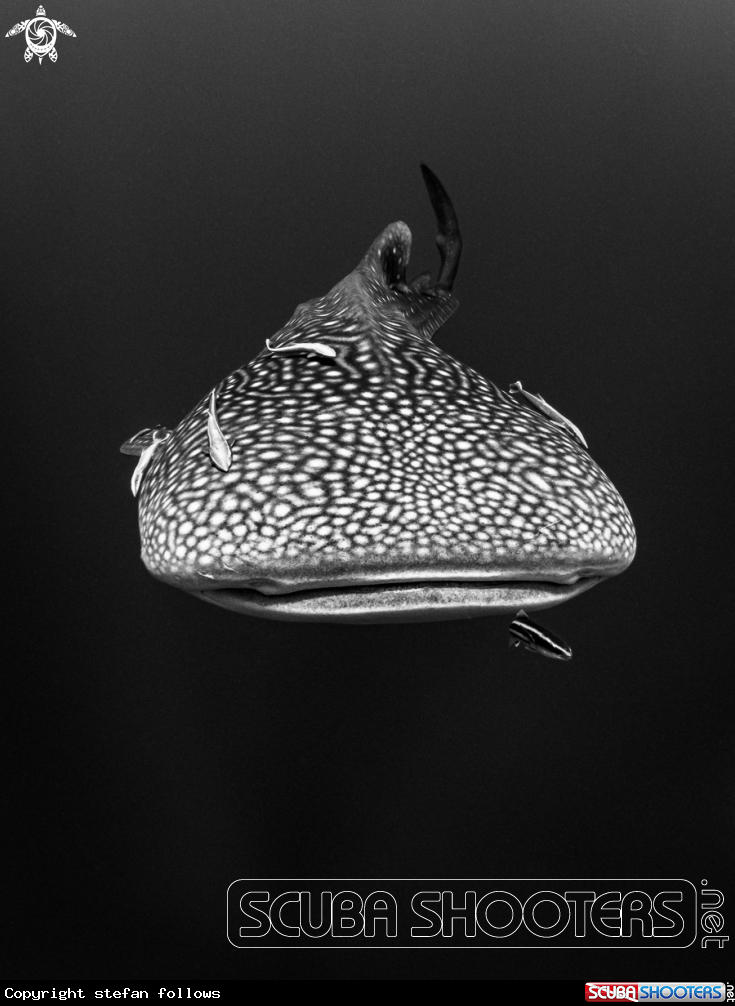 A Whale Shark