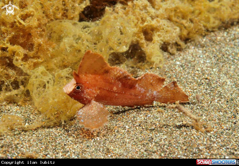 A Cockatoo Waspfish