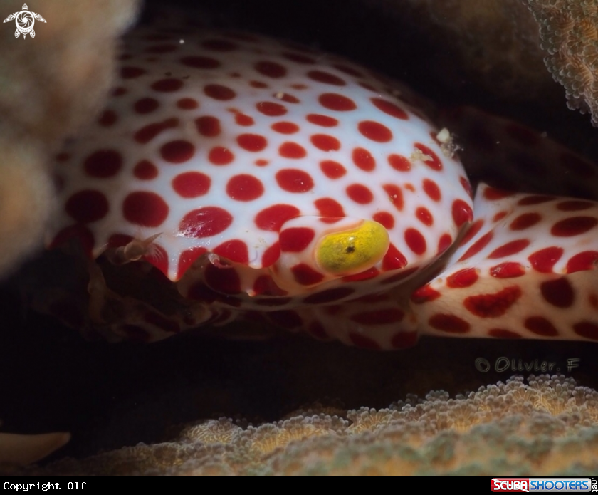 A Trapezia tigrina 