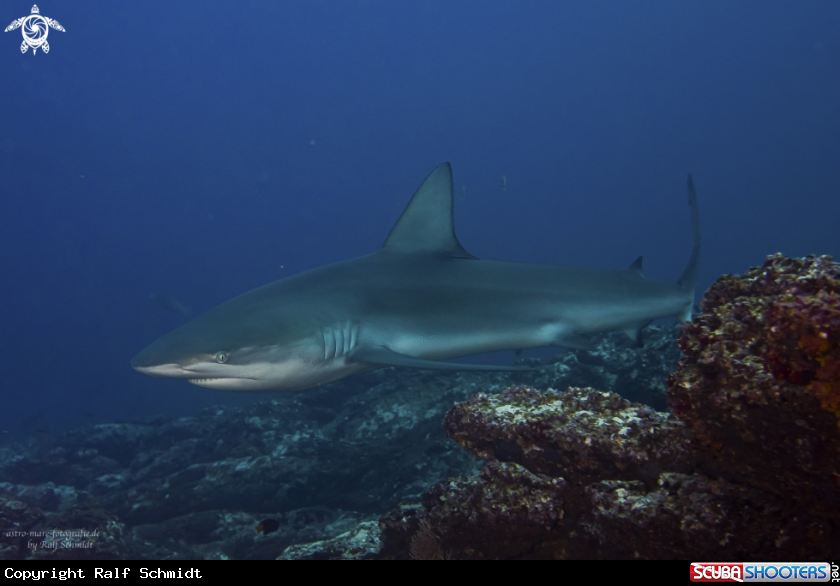 A Galapagosshark