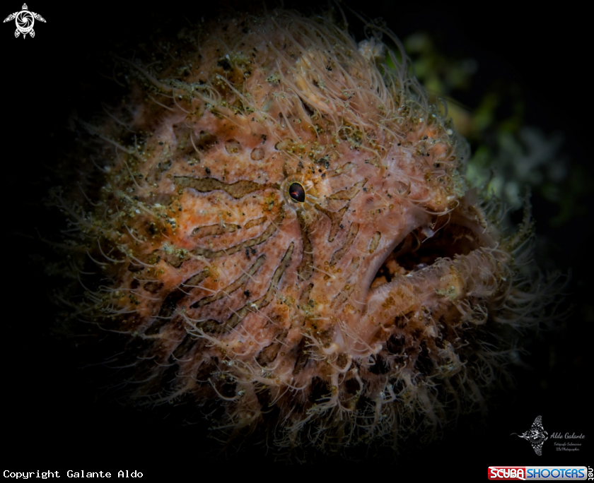 A Hairy Frogfish
