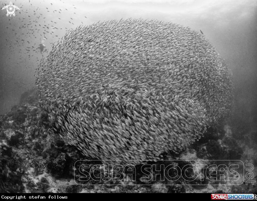 A Smoothtailed Trevally 