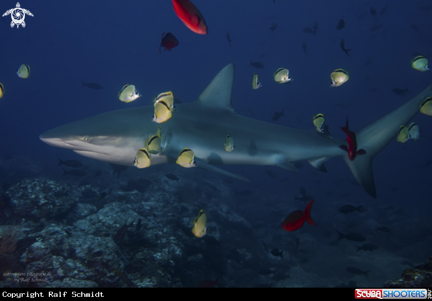 A Galapagos Shark