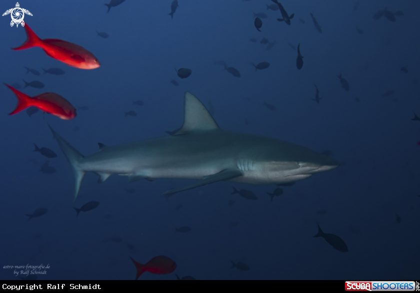 A Cocos Island