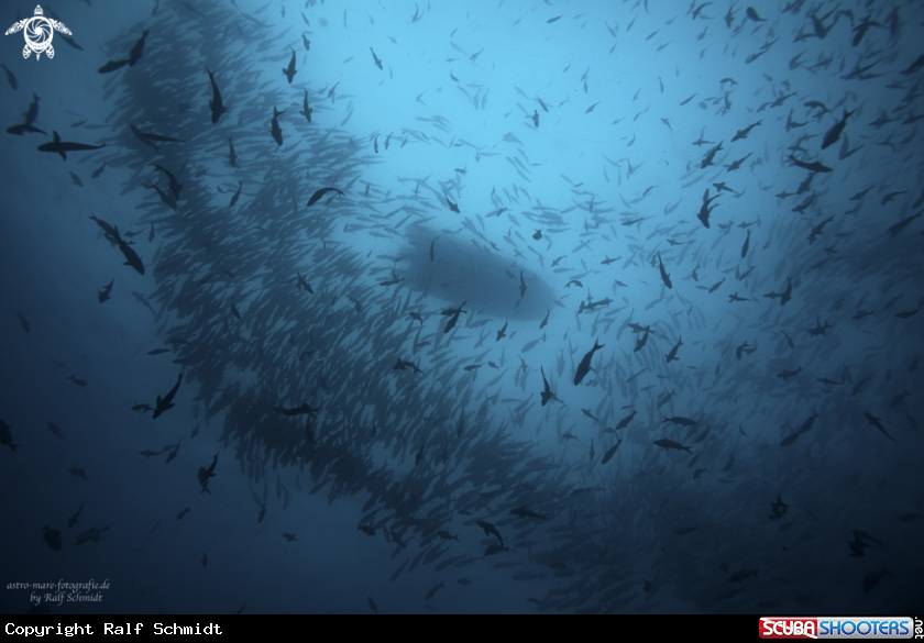 A Cocos Island