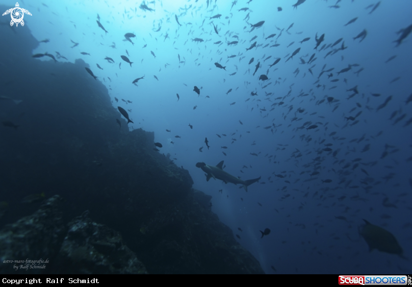 A Cocos Island