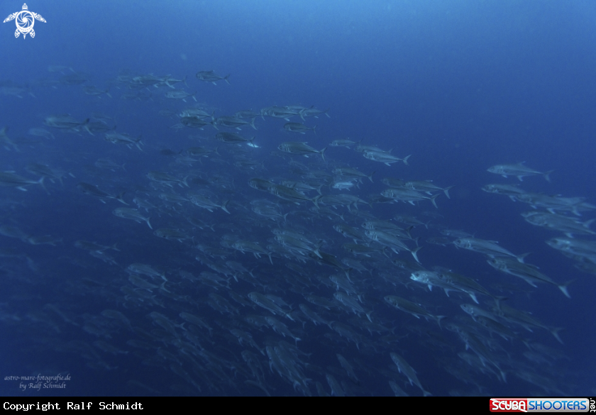 A Cocos Island