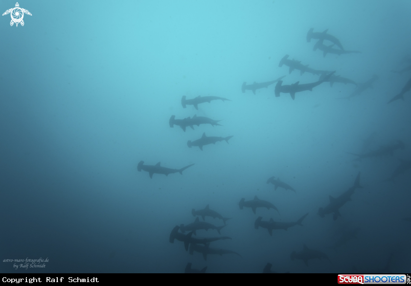 A Cocos Island
