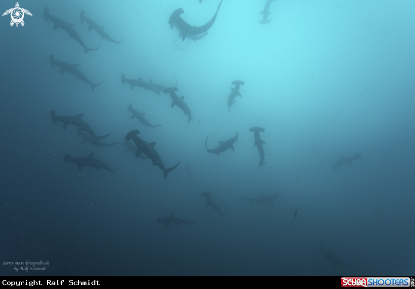 A Cocos Island