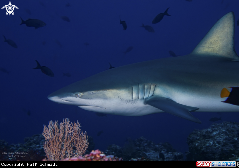 A Cocos Island