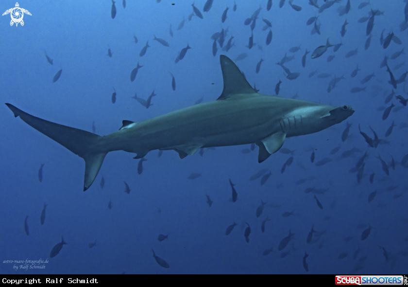 A Cocos Island
