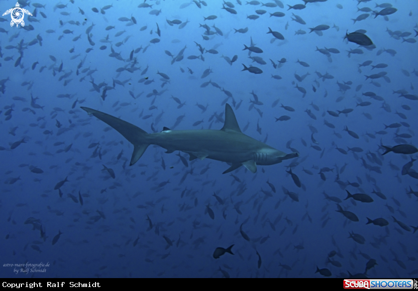 A Cocos Island