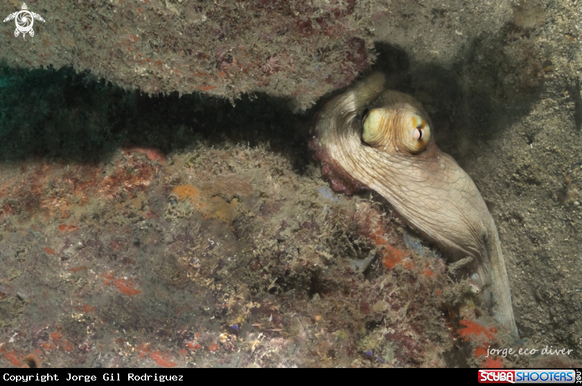 A Pulpo de roca