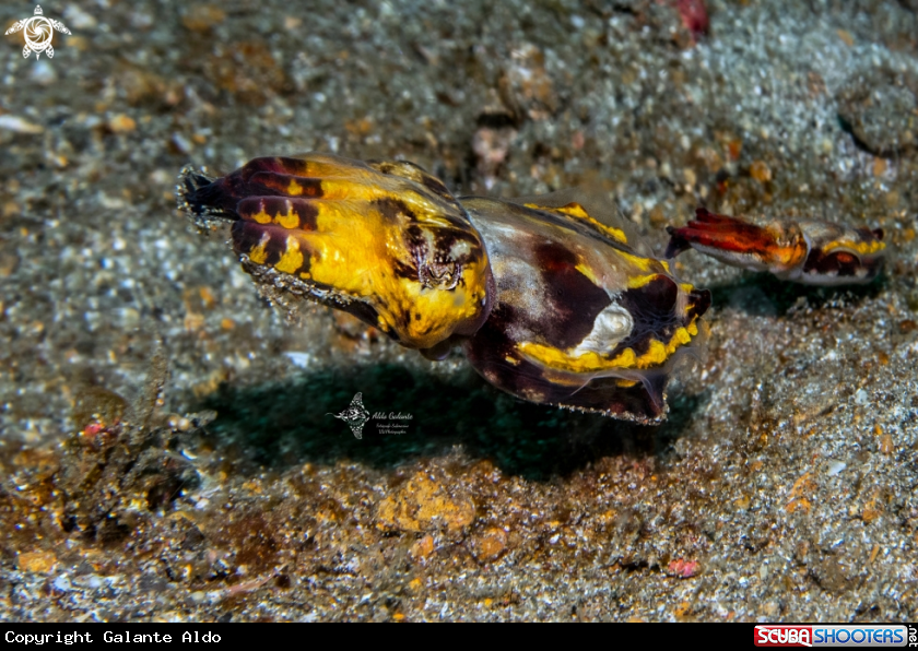 A Flamboyant Cuttlefish
