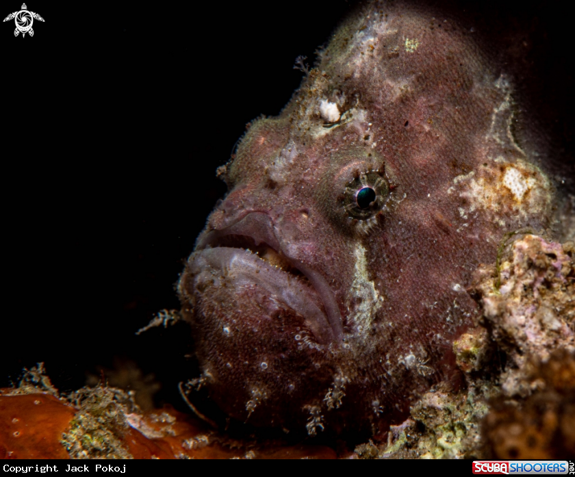 A Painted frogfish