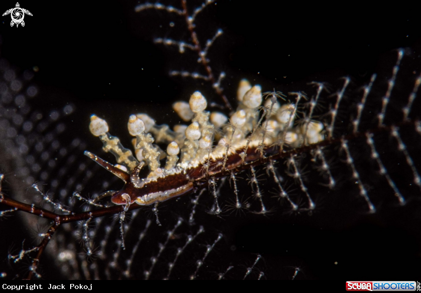 A Eubranchus sp.