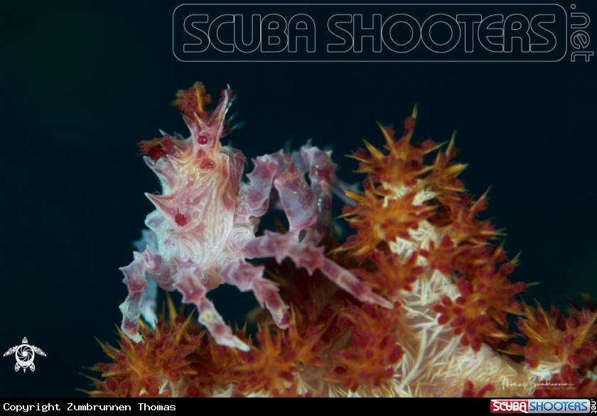 A Candy Crab 